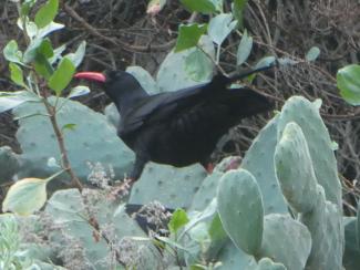 Chough, Red billed, La Palma