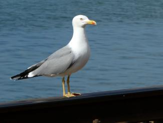 Gull, Yellow legged