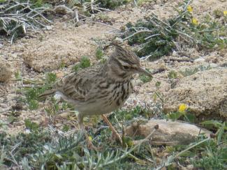 Lark,Crested