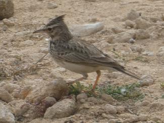 Lark, Crested