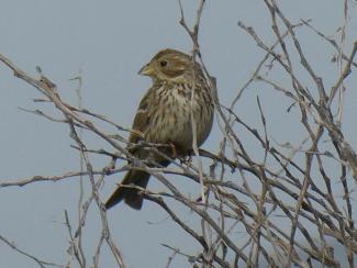 Bunting, Corn