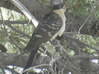 Cuckoo, Great Spotted