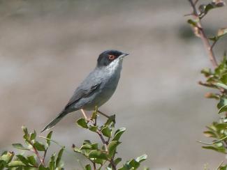 Warbler, Sardinian