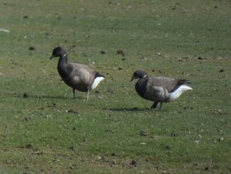 Brent geese