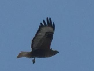 Buzzard, Long Legged