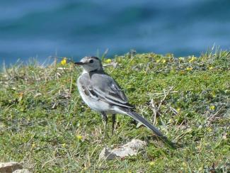Wagtail, White