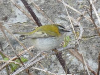 Firecrest