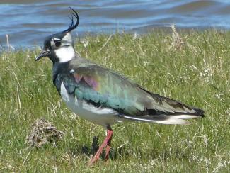 Lapwing