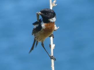 Stonechat -  male