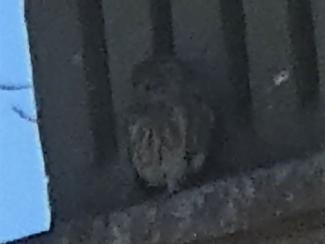 Owl, Little