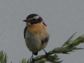 Whinchat