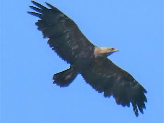 Eagle Lesser Spotted