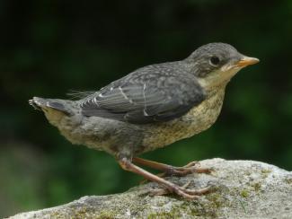 Dipper, Juvenile