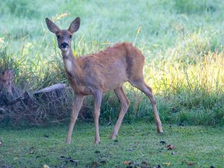 Roe Deer
