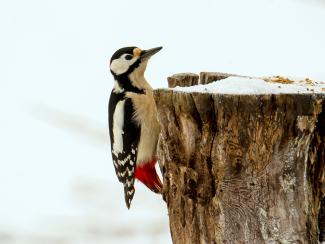 Great Spotted Woodpecker