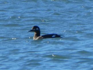Scoter, Velvet