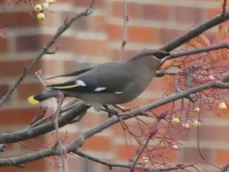 Waxwing