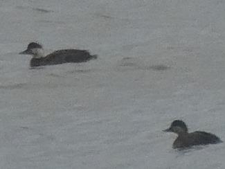 Scoter, Common