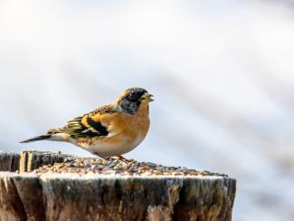 Brambling