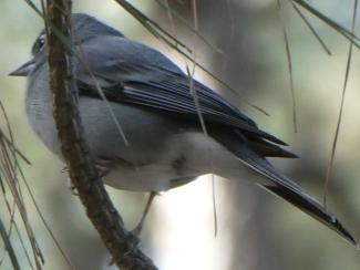 Chaffinch, Blue, Tenerife  