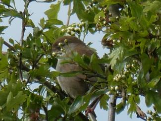 Warbler, Cetti's