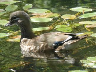 Duck, Mandarin - female