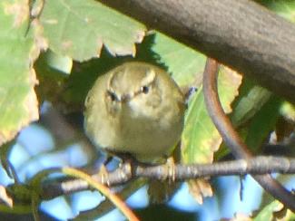 Warbler, Yellow browed