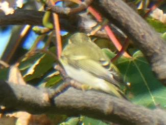 Warbler, Yellow browed