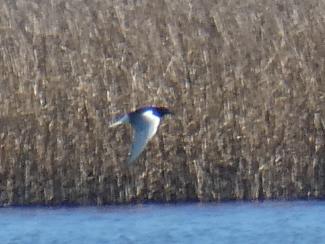 Tern, White wingwed black