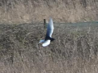 Tern, White wingwed black