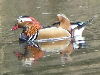Duck, Mandarin - male