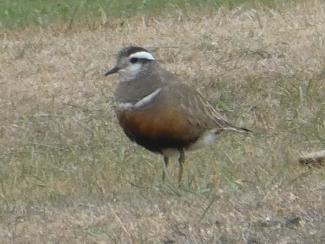 Dotterel, Female