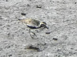 Plover, Pacific Golden