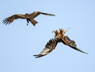 Red Kites fighting or displaying?