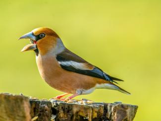 Hawfinch