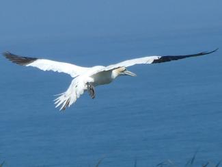 Gannet