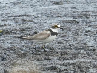 Plover. Little ringed