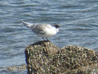 Tern, Roseate - juvenile