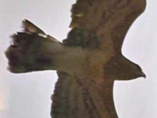 Eagle, Short toed, also known as Eagle, Short toed Snake