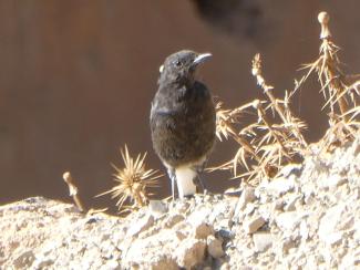 Wheatear, Black