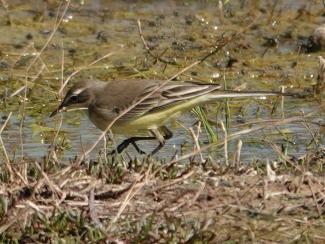 Wagtail,Tellow, iberian