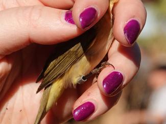 Chiffchaff, Iberian