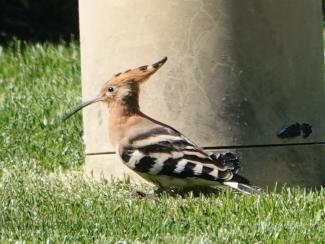 Hoopoe