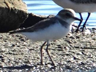 Plover, Kentish