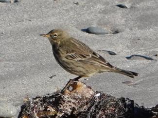 Pipit,Rock