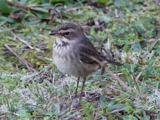 Bluethroat juvenile