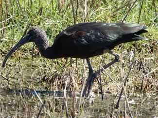 Ibis, Glossy