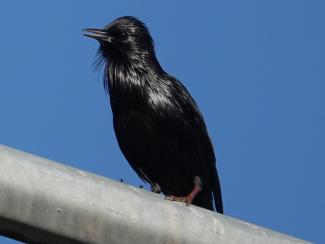 Starling, Spotless
