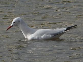 Gull, Slender billed
