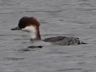 Smew (f)